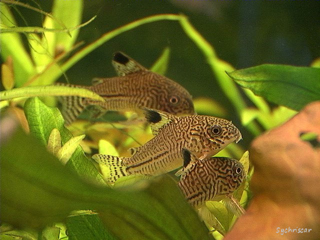 Corydoras en piteux état... Dsc00014