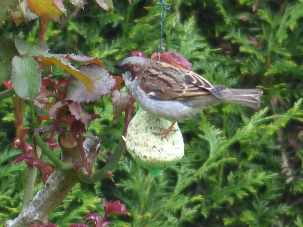 Vous souhaitez aider les oiseaux de votre jardin à mieux passer l’hiver ? P1010010