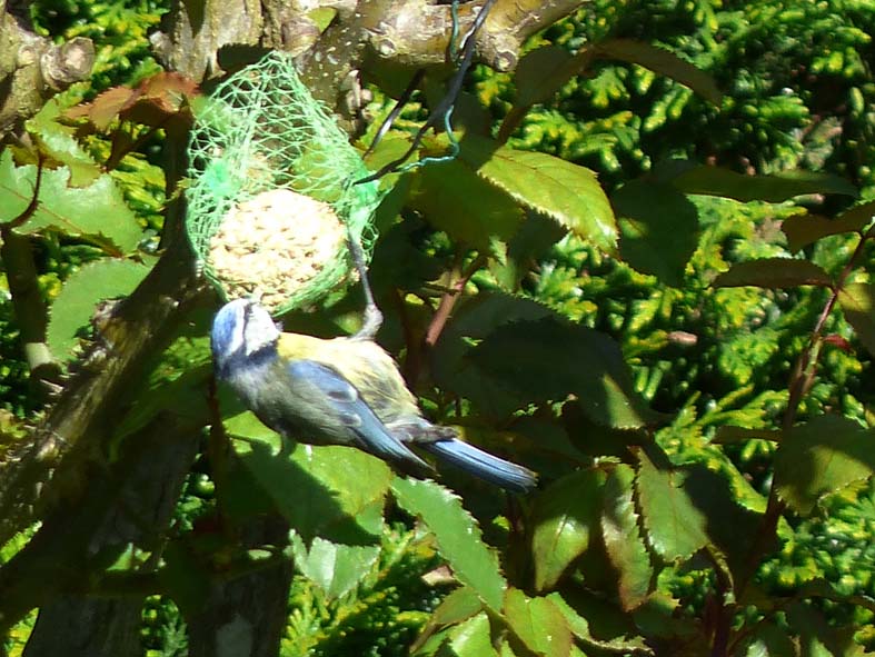 Vous souhaitez aider les oiseaux de votre jardin à mieux passer l’hiver ? P1010211