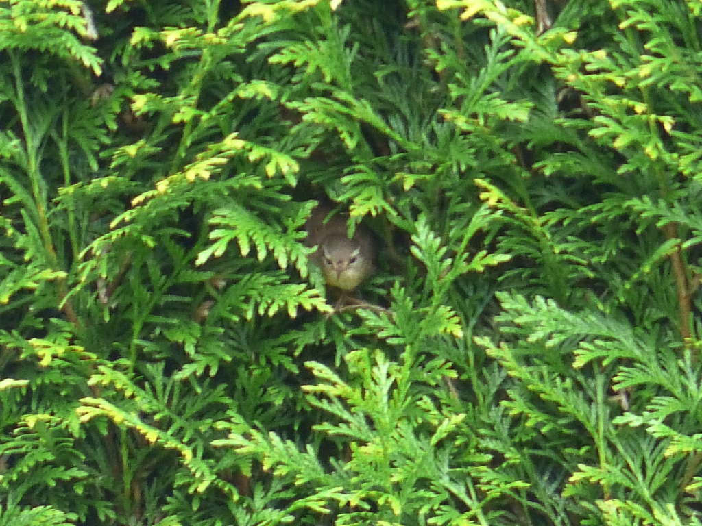 Vous souhaitez aider les oiseaux de votre jardin à mieux passer l’hiver ? - Page 2 Troglo10