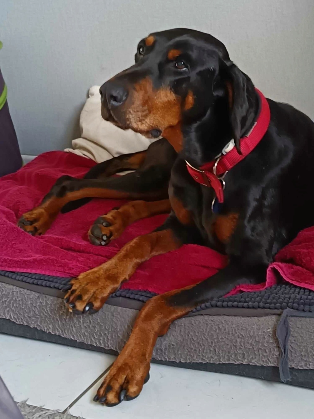 gotcha - GOTCHA...née le 26/12/2011...en FA chez Mary...ADOPTEE (08/2019) Au paradis des toutous - Page 17 Gotcha51