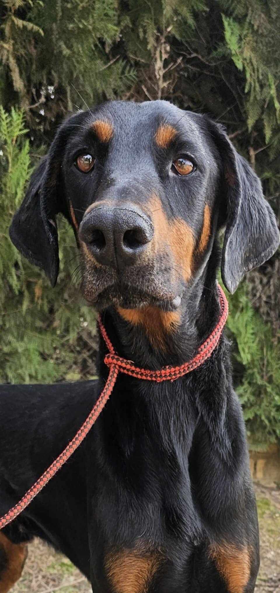 kalino - KALINO...né le 04/11/2022... en pension en Espagne... à adopter... Kalino10