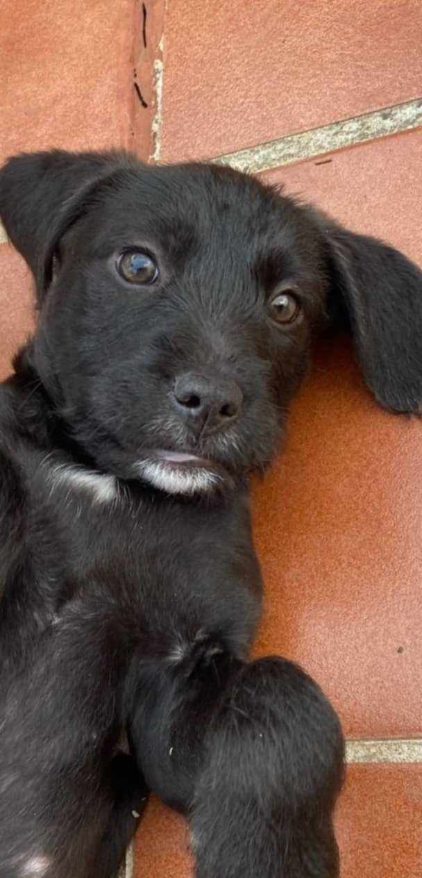 MORA ... 2 mois 1/2...en famille d'accueil ... en Espagne... RESERVEE Mora_011