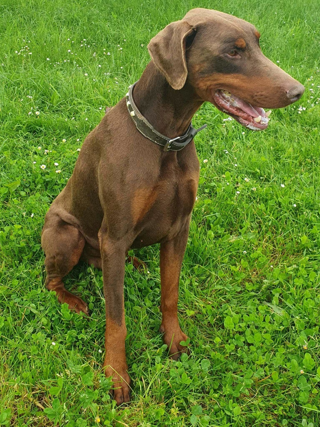 nemo - NEMO... né le 08/09/2017 ... En Pension chez Sharon... à adopter ...   Nemo_j18