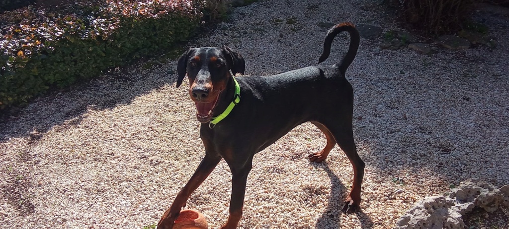 tana - TANA ... née le 09/01/2018... en pension en Espagne...ADOPTEE  ( 02/2025) Tana_a12
