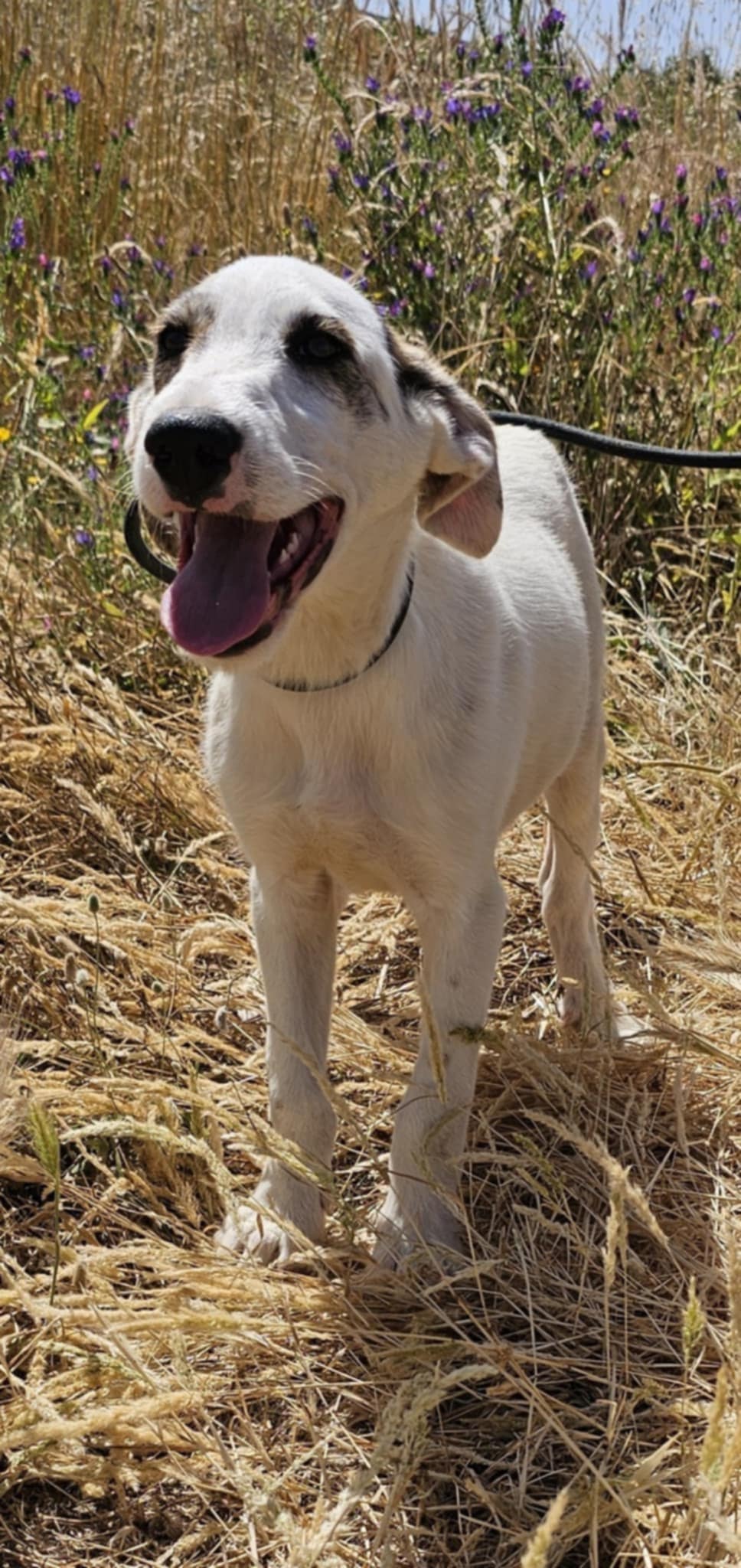 woody - WOODY...né le 23/01/2025... en FA en Espagne... à adopter Woody_15