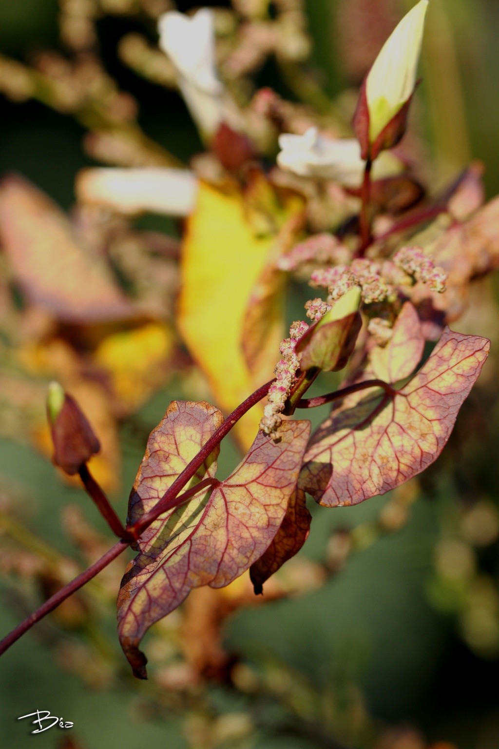 Couleurs d'automne Img_1210