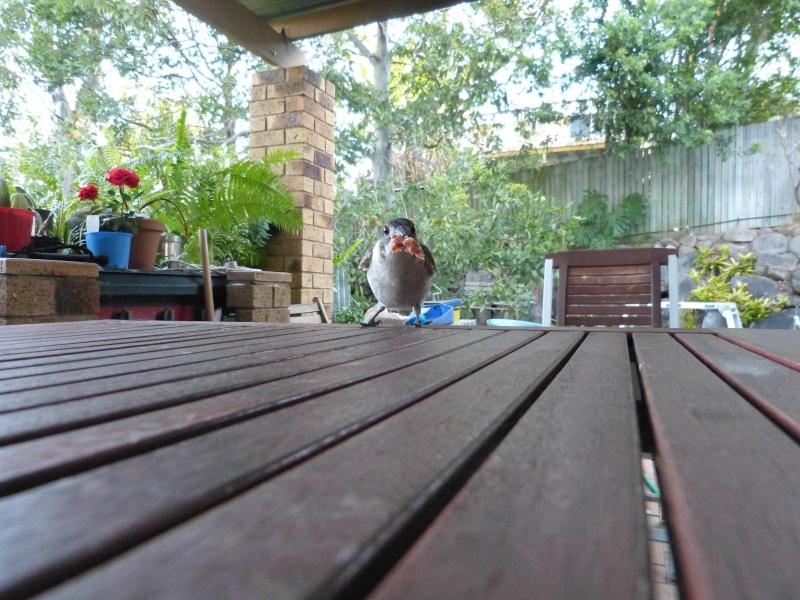 Les oiseaux des jardins australiens - Page 3 Butche13