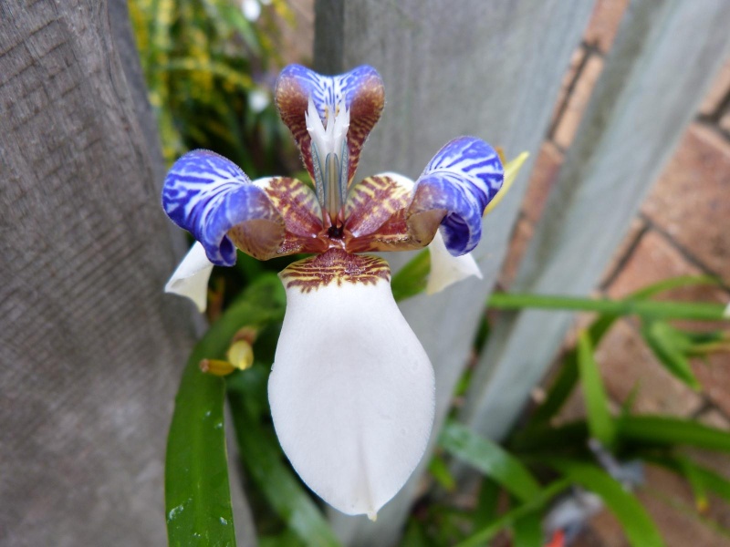 Fleurs du bout du monde- floraisons exotiques - Page 6 Iris10