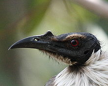 Les oiseaux des jardins australiens - Page 3 Poloch11