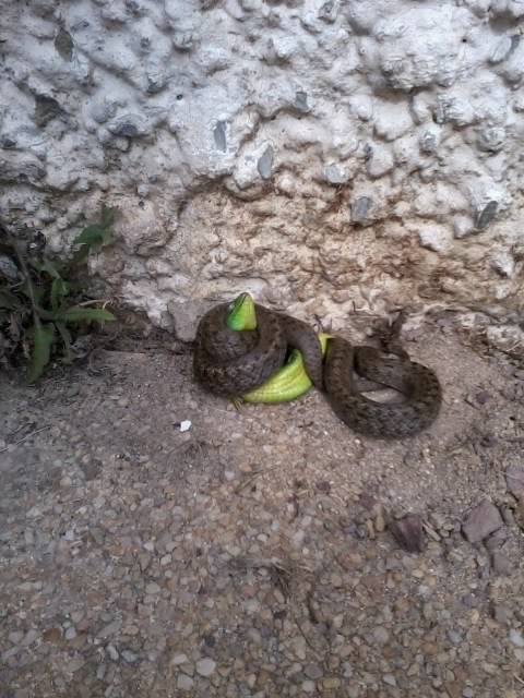 [Coronella austriaca] Prédation : Bal mortel entre une coronelle et un lézard vert 20130610