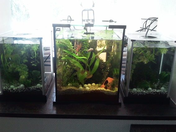 Mon 1er Nano 20 l, et les 2 ptites soeurs de 8 litres - Page 3 2012-029