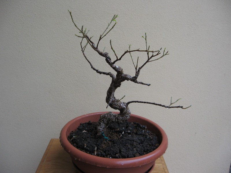 ficus - Trasformazione Ficus Retusa Img_5910