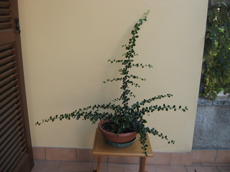 Carmona....il mio primo bonsai - Pagina 3 Img_7135