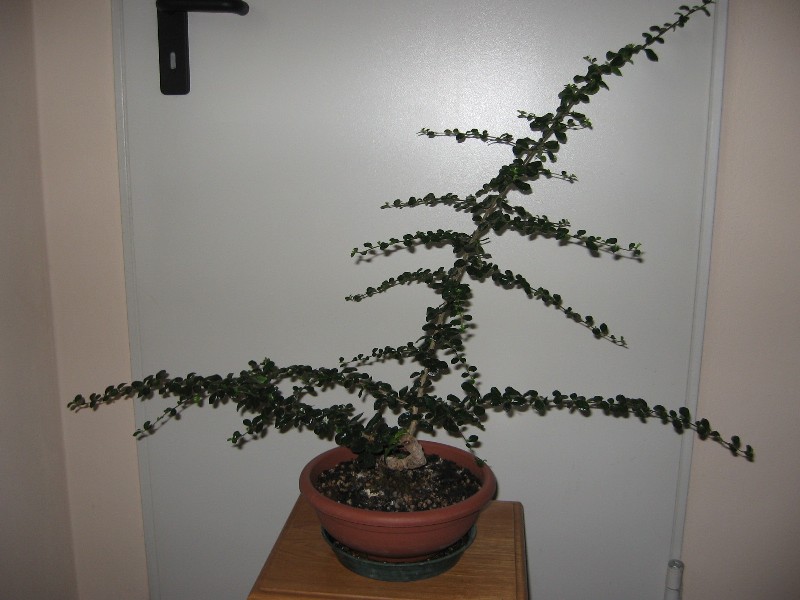 Carmona....il mio primo bonsai - Pagina 3 Img_7629