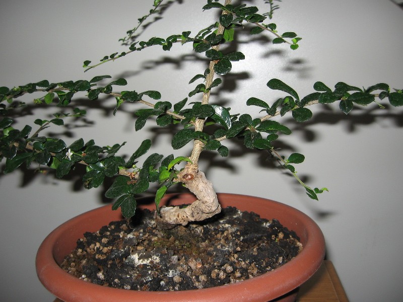 Carmona....il mio primo bonsai - Pagina 3 Img_7631