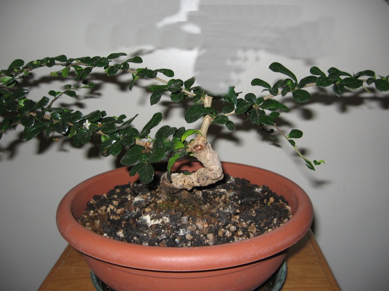 Carmona....il mio primo bonsai - Pagina 3 Img_7632