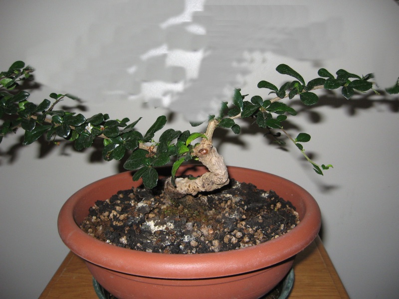 Carmona....il mio primo bonsai - Pagina 3 Img_7633
