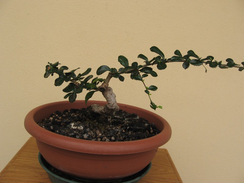 Carmona....il mio primo bonsai - Pagina 4 Img_7726