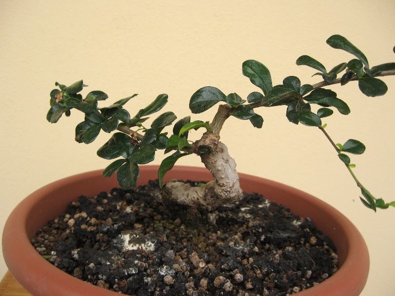 Carmona....il mio primo bonsai - Pagina 4 Img_7727