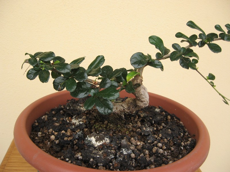 Carmona....il mio primo bonsai - Pagina 4 Img_7728