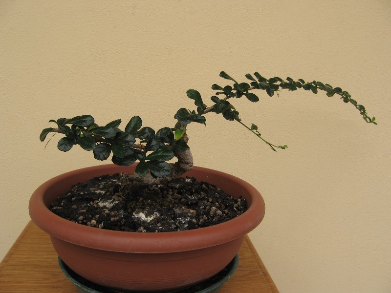 Carmona....il mio primo bonsai - Pagina 4 Img_7729