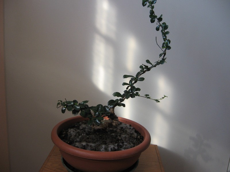 Carmona....il mio primo bonsai - Pagina 4 Img_7748