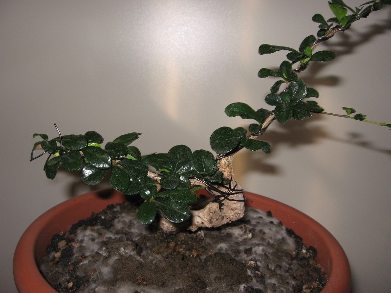Carmona....il mio primo bonsai - Pagina 4 Img_7749