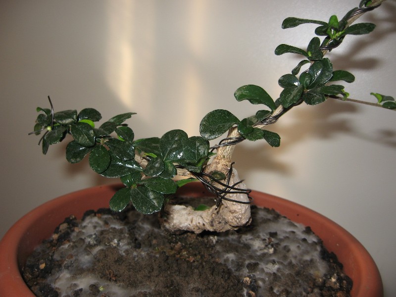 Carmona....il mio primo bonsai - Pagina 4 Img_7750