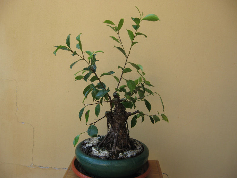 Ficus retusa con radici aeree - Pagina 3 Img_7931