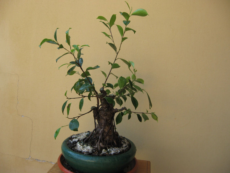 Ficus retusa con radici aeree - Pagina 4 Img_7932