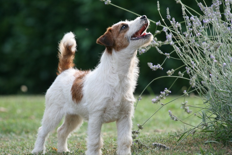 Sono nati i cuccioli di Spike e Raya - Pagina 7 Img_7610