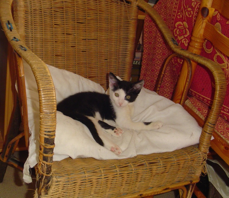 Chrono, chaton noir et blanc, né mi avril 2013 Dsc02413