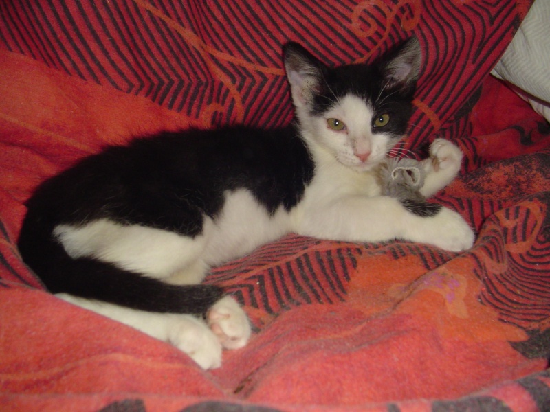 Chrono, chaton noir et blanc, né mi avril 2013 Dsc02810