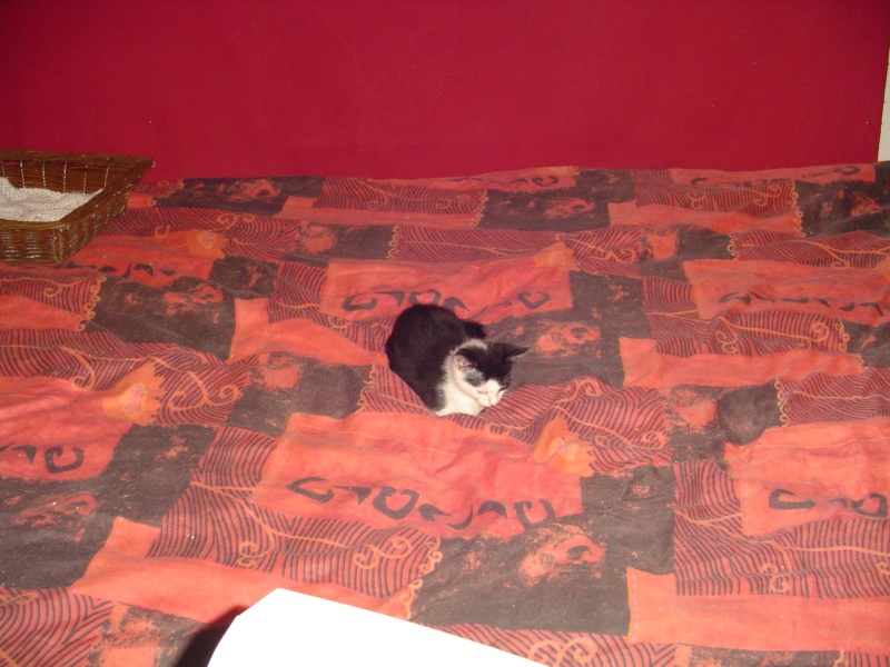 Chrono, chaton noir et blanc, né mi avril 2013 Dsc02813