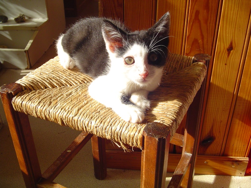 Chrono, chaton noir et blanc, né mi avril 2013 Dsc02814