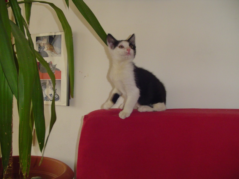 Chrono, chaton noir et blanc, né mi avril 2013 Dsc02911