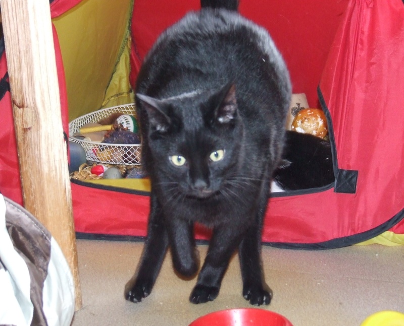 Saphyr / Bigoudi chaton noir, né début septembre 2011 - Page 2 Dscf2210