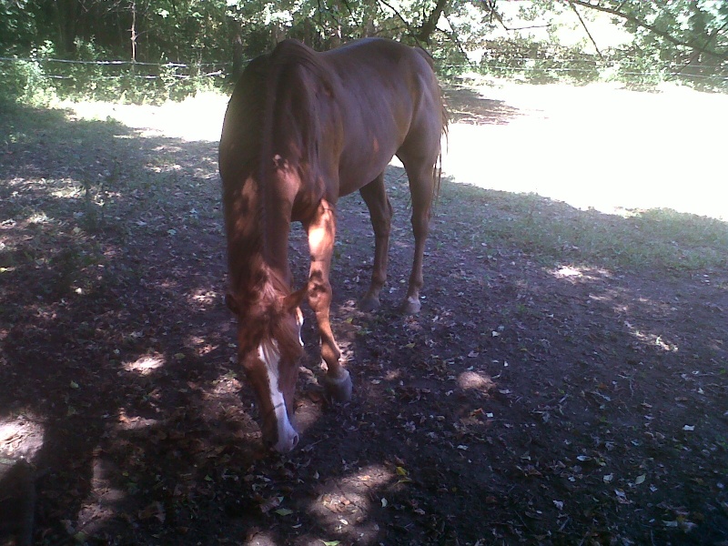 Cheyenne et sa petite famille <3 DES NEWS !! - Page 2 Img01717