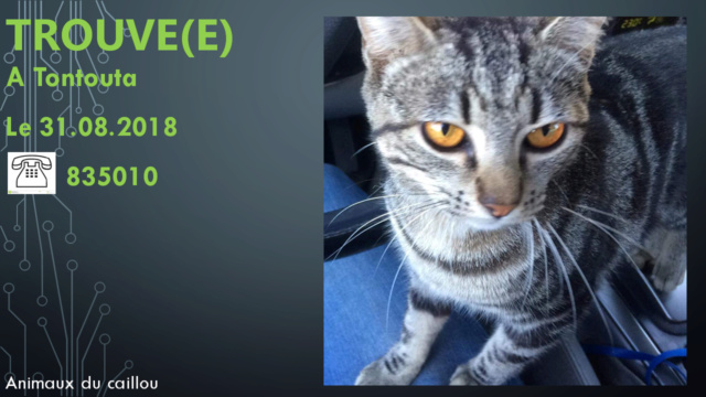 tontouta - TROUVE(E) chat(te) tigrée yeux dorés à Tontouta le 31/08/2018 20180129
