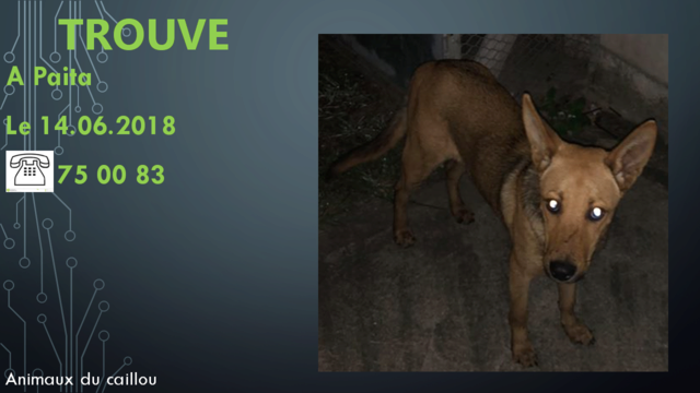 TROUVE chien fauve type berger à Paita le 14/06/2018 20180620