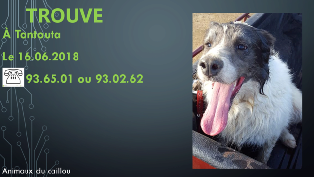 chien - TROUVE chien blanc et gris foncé ou noir poils mi-longs à Tontouta le 16/06/2018 20180624