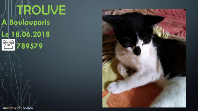 TROUVE chat noir et blanc castré recemment le 18/06/2018 20180633