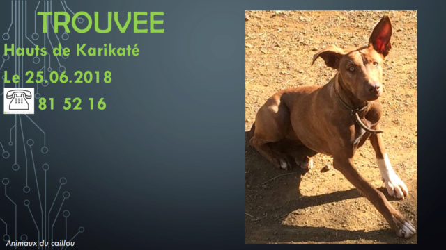 TROUVEE jeune chienne marron yeux clairs chaussettes blanches vieux collier dans les Hauts de Karikaté le 25/06/2018 20180668