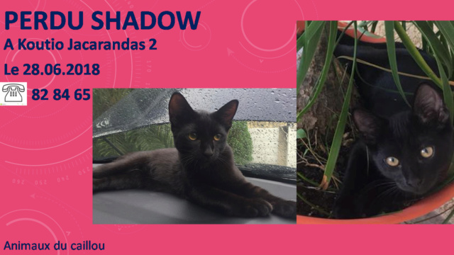 PERDU SHADOW chat noir à Koutio Jacarands 2 le 28/06/2018 20180714