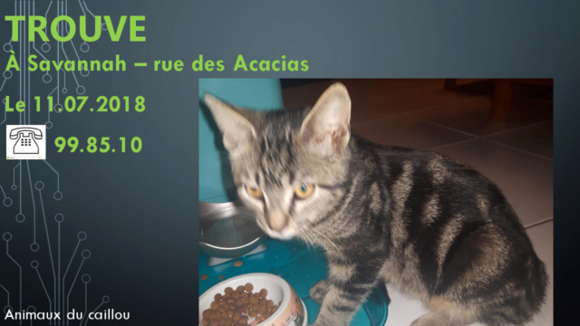 TROUVE chaton tigré à Savannah - rue des Acacias le 11/07/2018 20180751