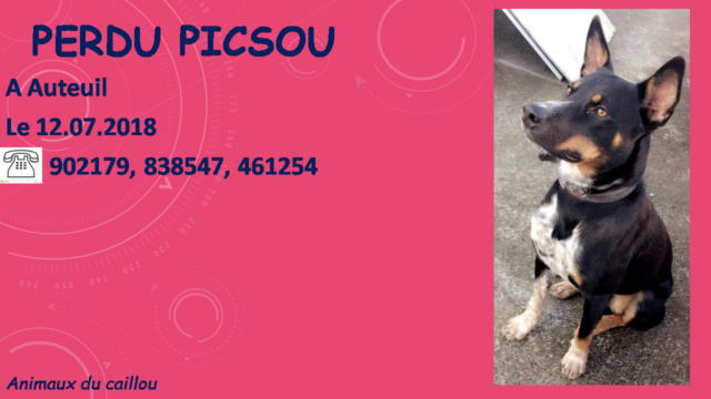 berger - PERDU PICSOU chien type berger noir et feu poitrail et chaussettes blanches mouchetés à l'avant à Auteuil le  20180760