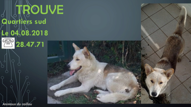 TROUVE croisé husky blanc et crème et marron yeux marrons dans les quartiers sud depuis le 02/08/2018 20180821