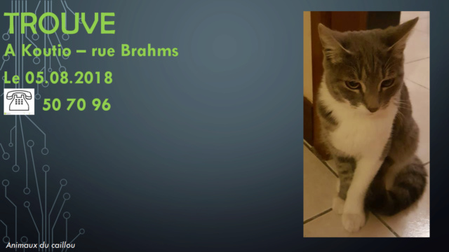 TROUVE chat tigré et blanc à Koutio rue Brahms le 05/08/2018 20180833