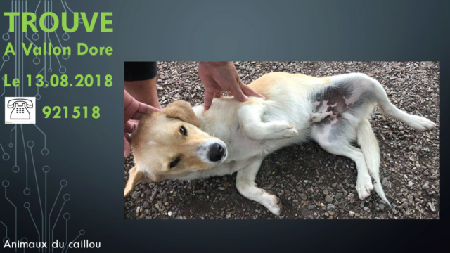 chien - TROUVE chien beige et blanc taille moyenne au Vallon Dore le 13/08/2018 20180849